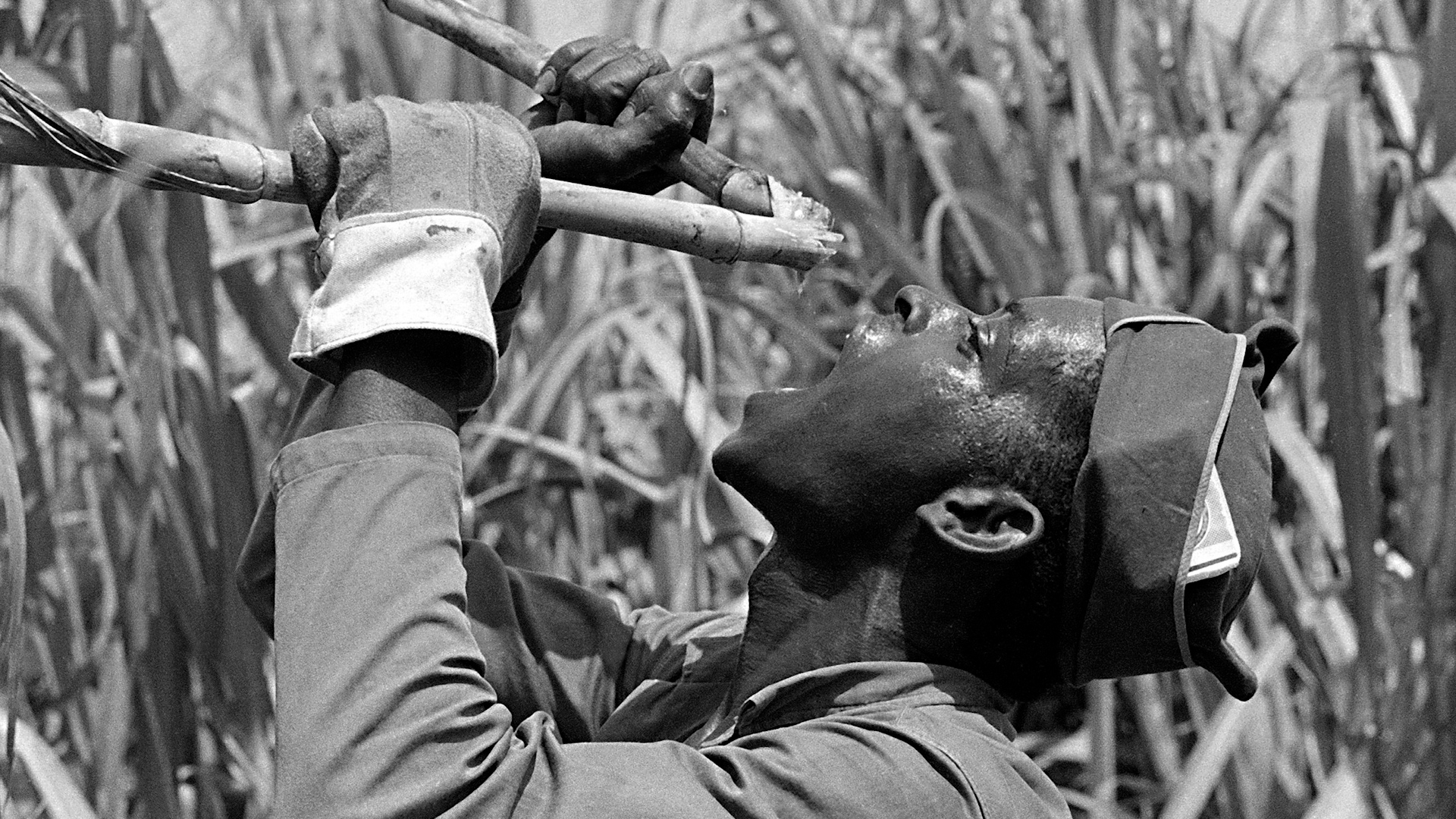 Cuba's sugar collapse: From global giant to importer 