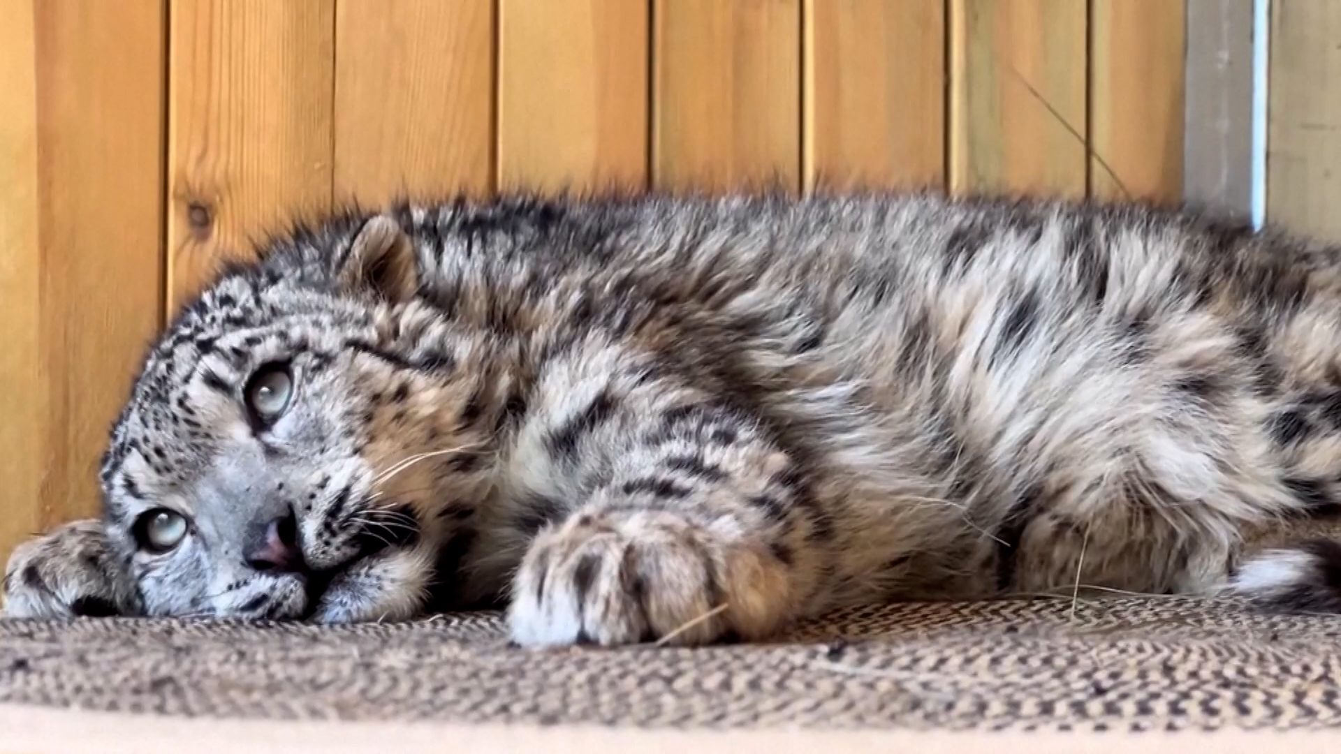 Tech boosts wildlife rescue in China