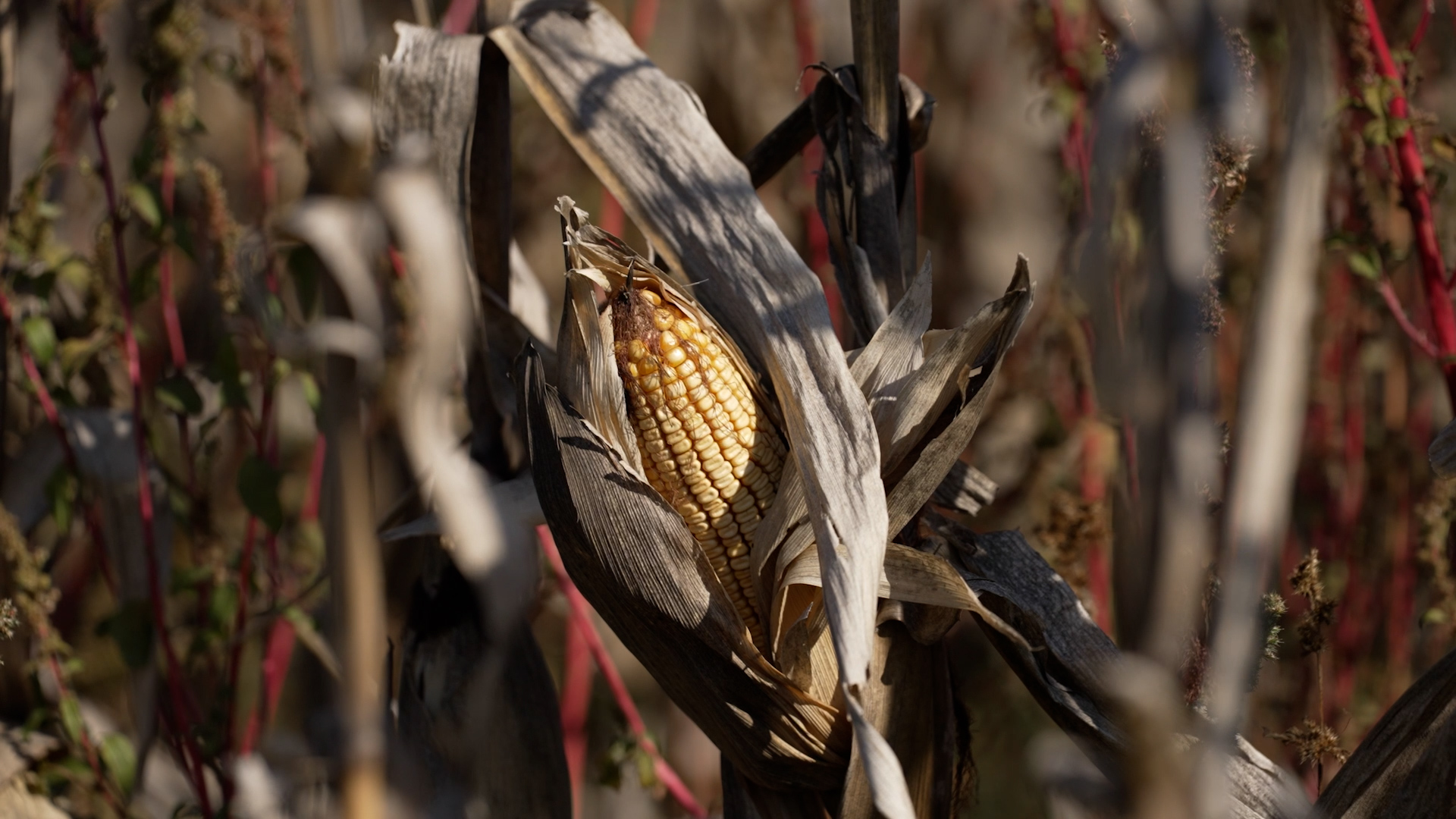 Argentina corn exports set to rise