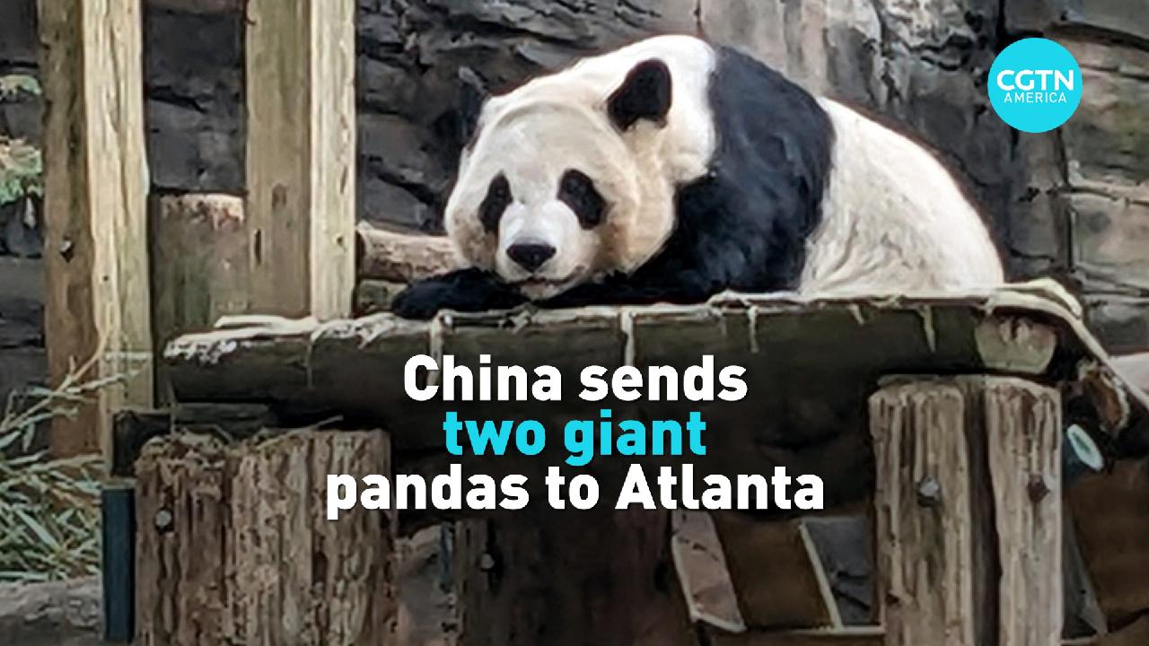 China sends two pandas to Atlanta