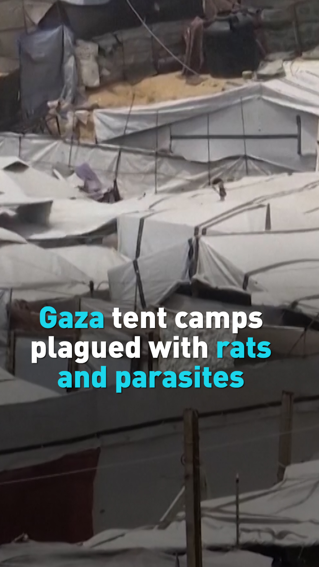 Gaza tent camps plagued with rats and parasites