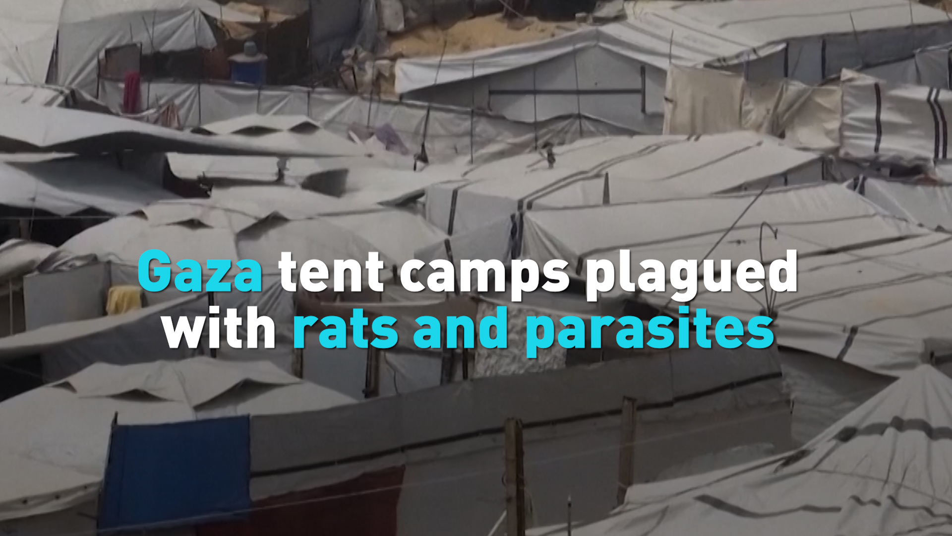 Gaza tent camps plagued with rats and parasites