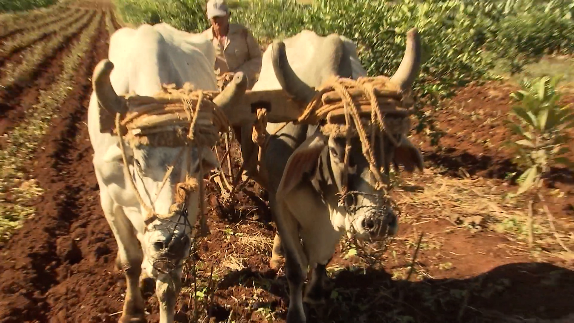 Rural Cubans face major struggles under US sanctions