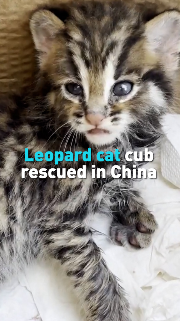 Leopard cat cub rescued in China