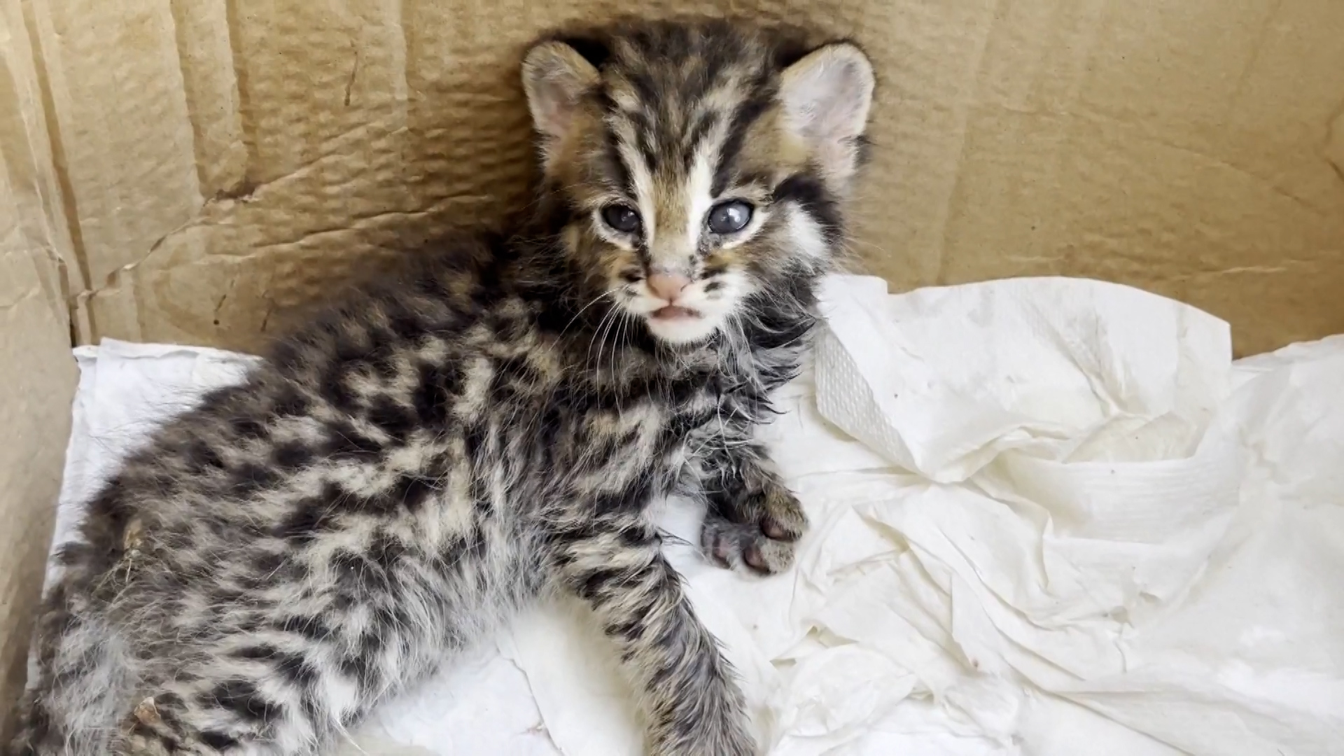 Leopard cat cub rescued in China