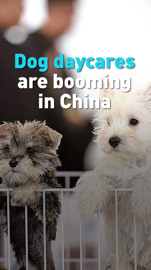 Dog daycares are booming in China