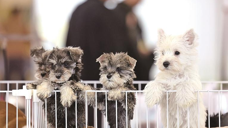 Dog daycares are booming in China