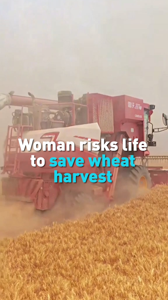 Woman risks life to save wheat harvest