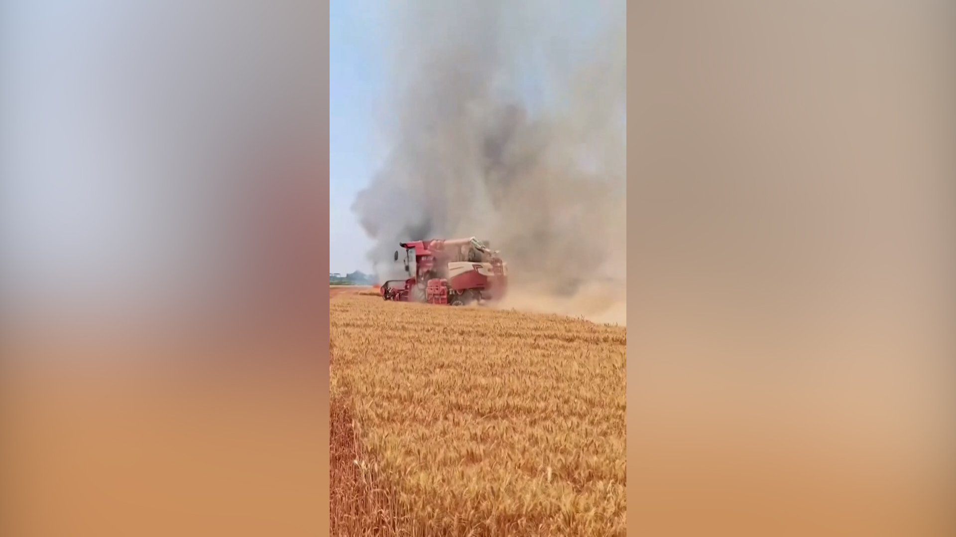 Woman risks life to save wheat harvest