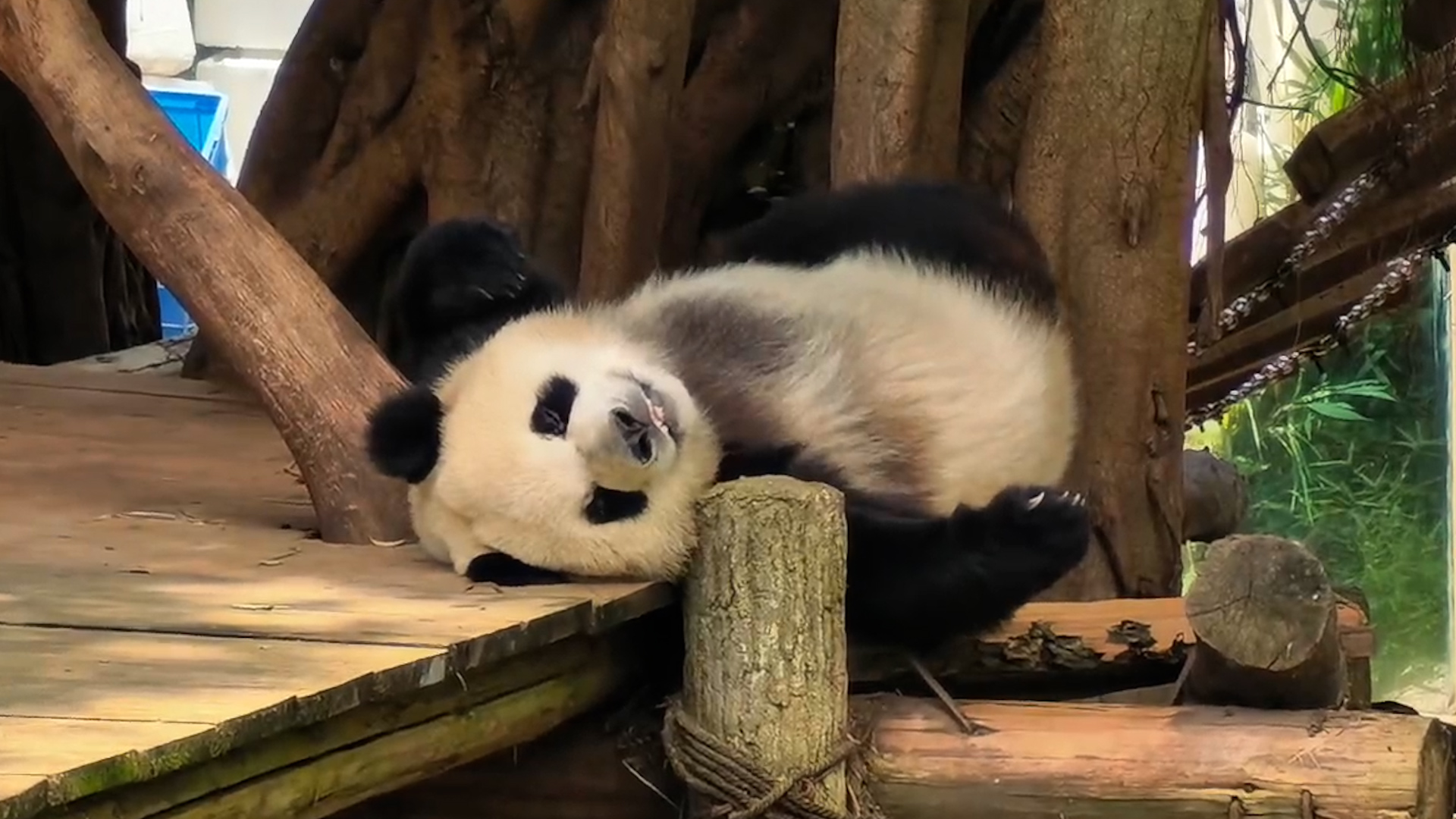 How long does it take for a panda to roll over?