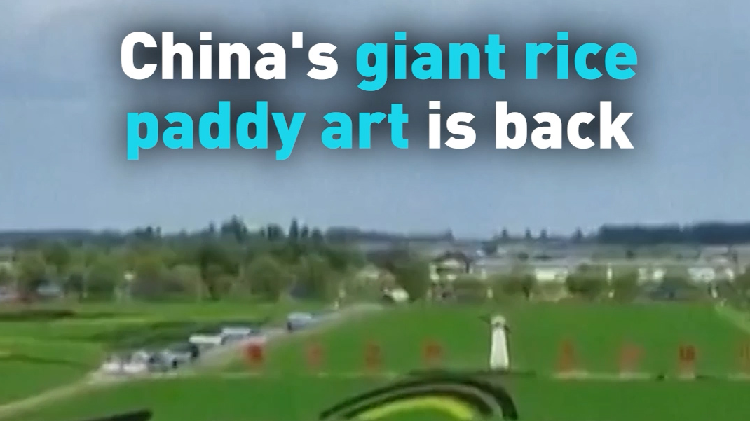 China's giant rice paddy art is back