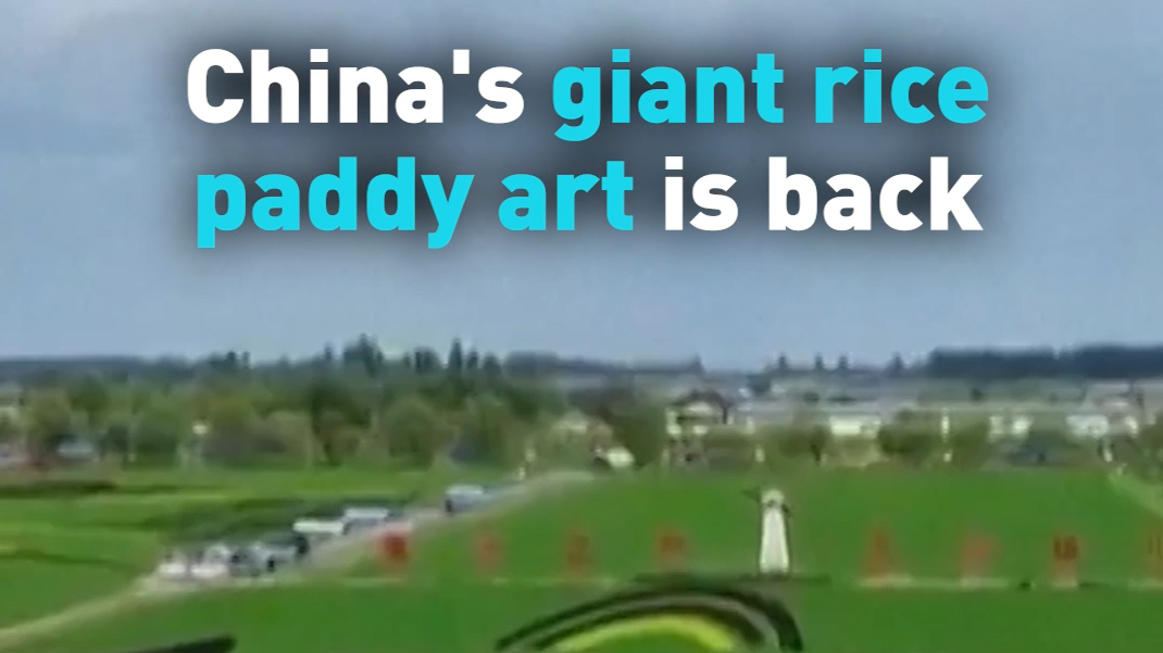 China's giant rice paddy art is back