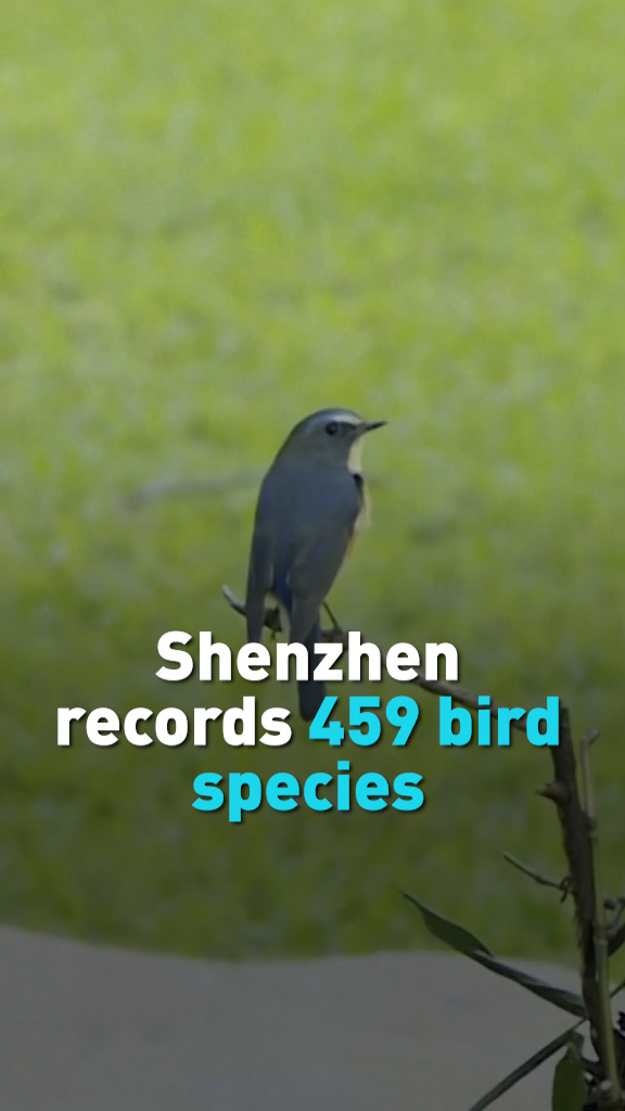 Shenzhen records 459 bird species