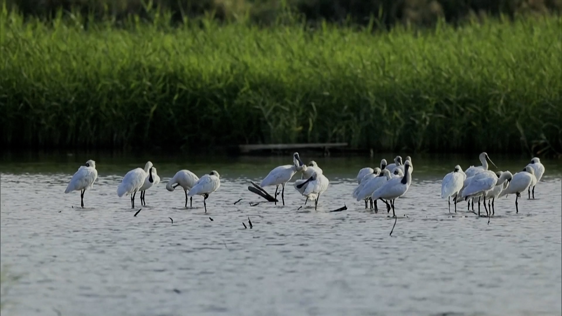 Shenzhen records 459 bird species