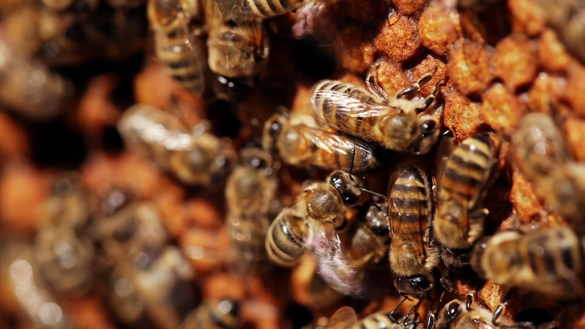 Insects inspire smarter AI