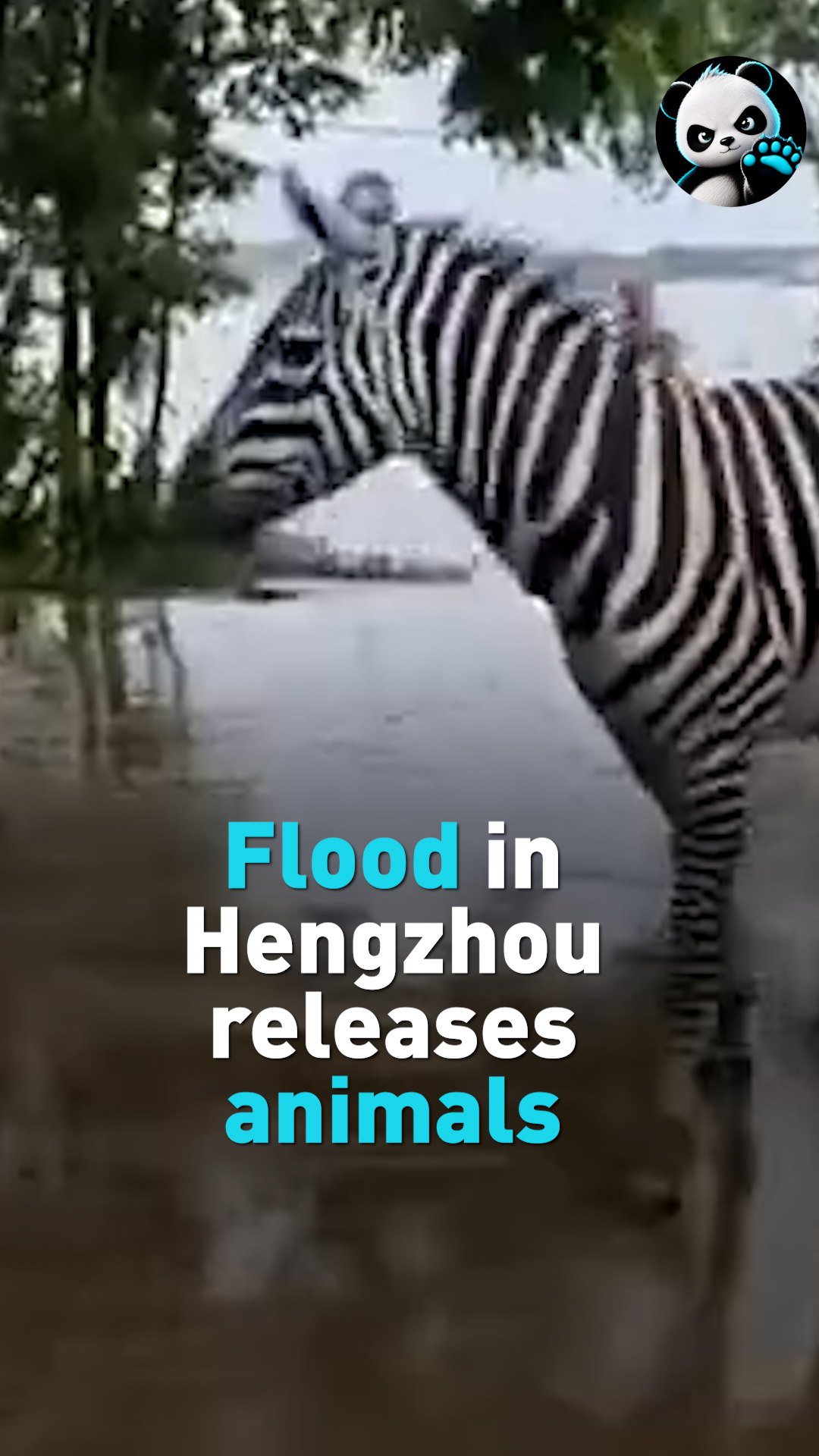 Flood in Hengzhou releases animals