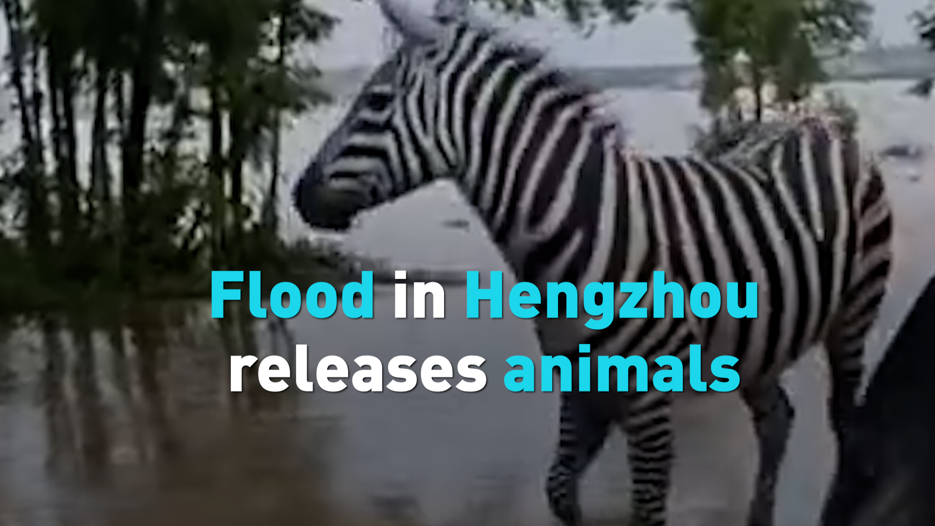 Flood in Hengzhou releases animals