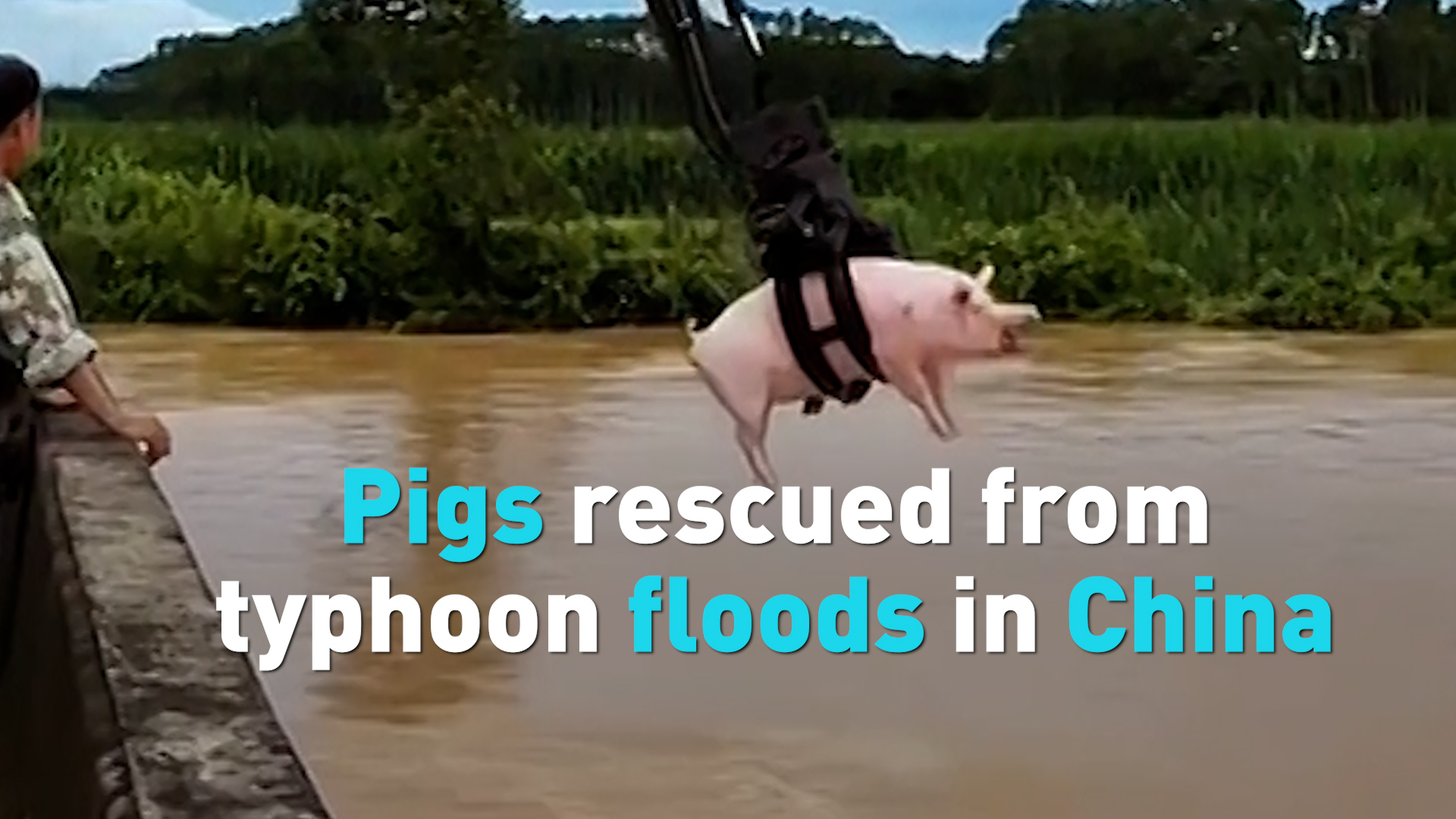 Pigs rescued from typhoon floods in China