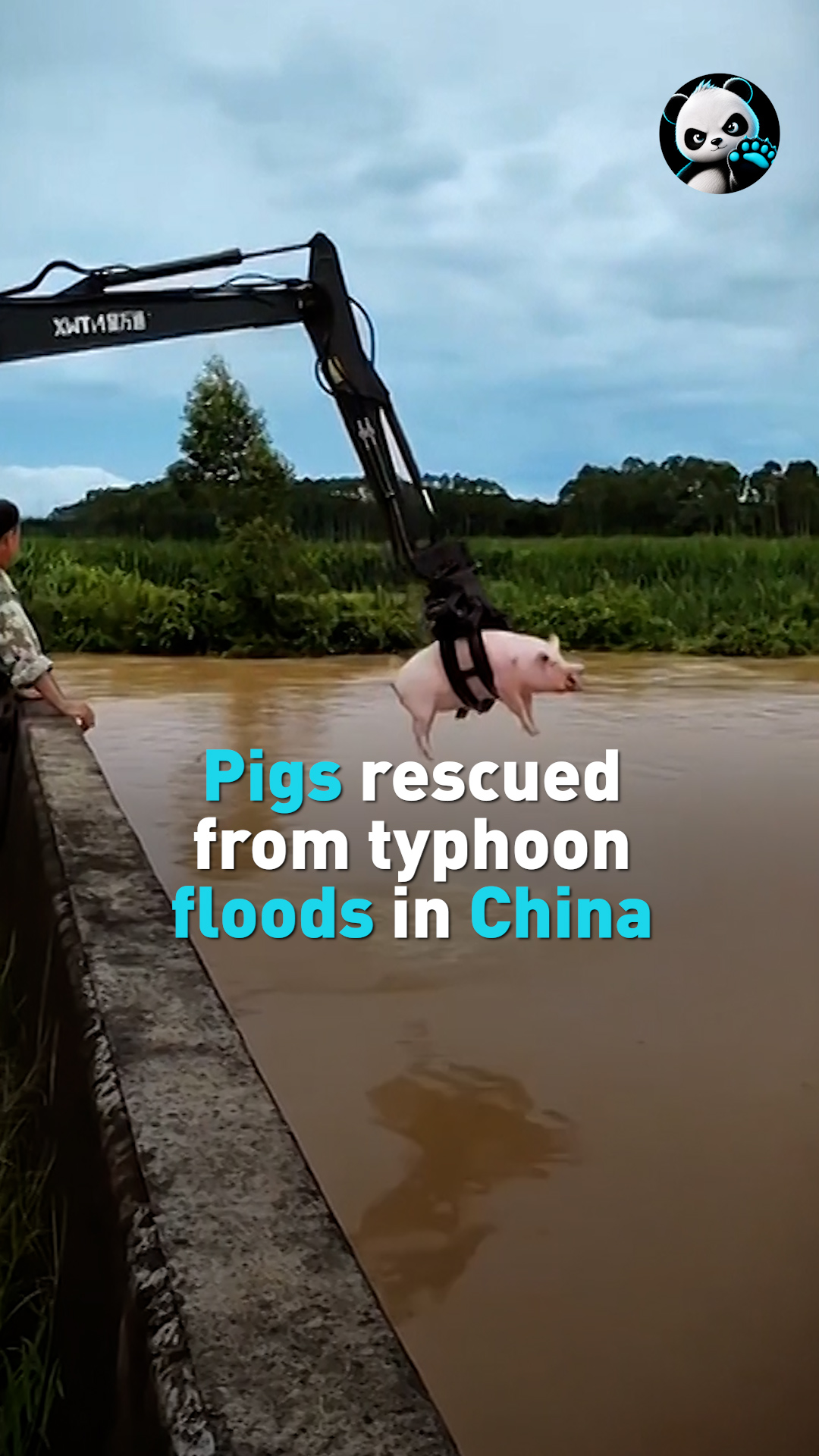 Pigs rescued from typhoon floods in China