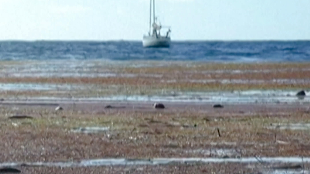 Florida beaches overcome with rotten seaweed