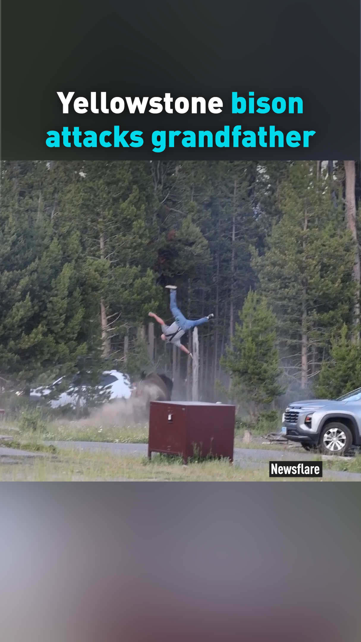 Yellowstone bison attacks grandfather