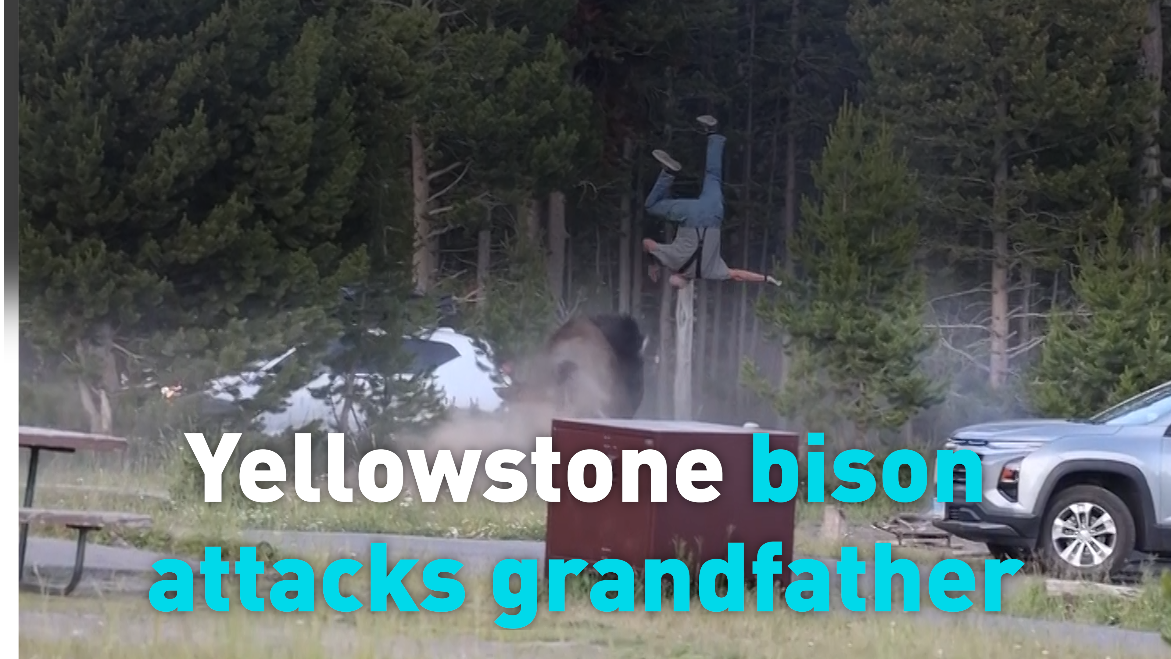 Yellowstone bison attacks grandfather