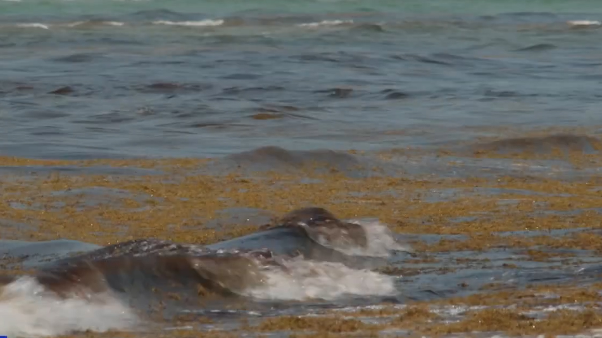 Sargassum swamps coastal beaches