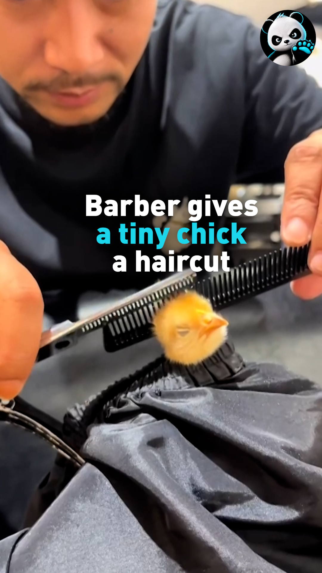Barber gives a tiny chick a haircut 