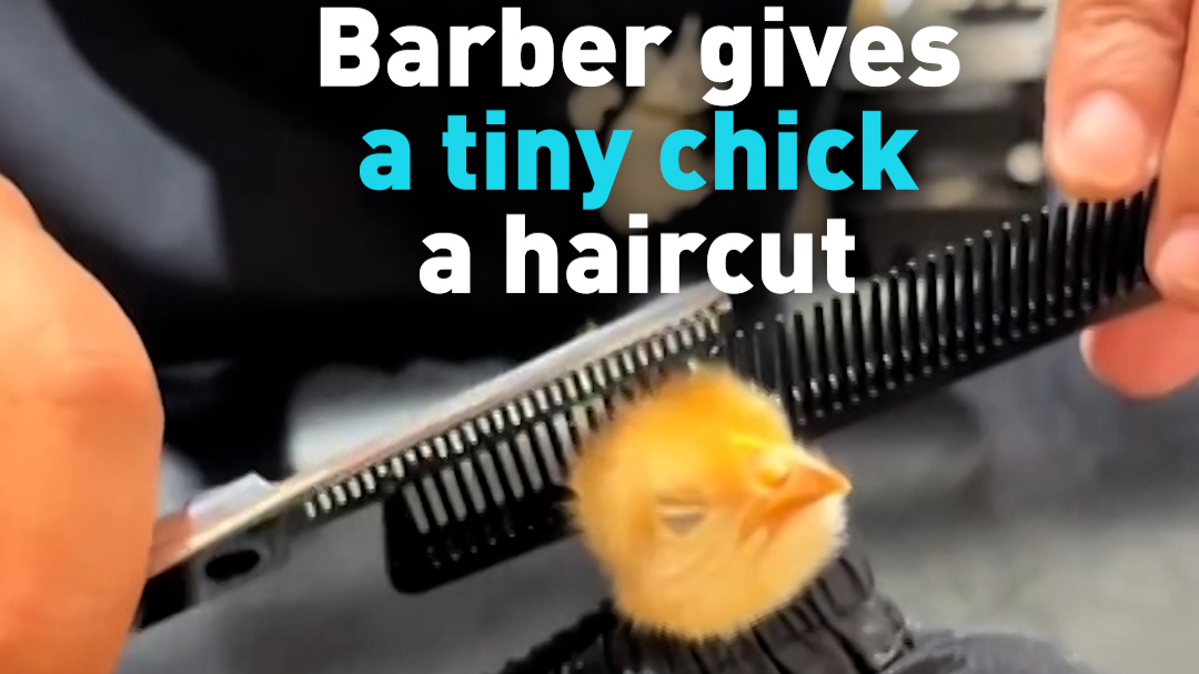 Barber gives a tiny chick a haircut 