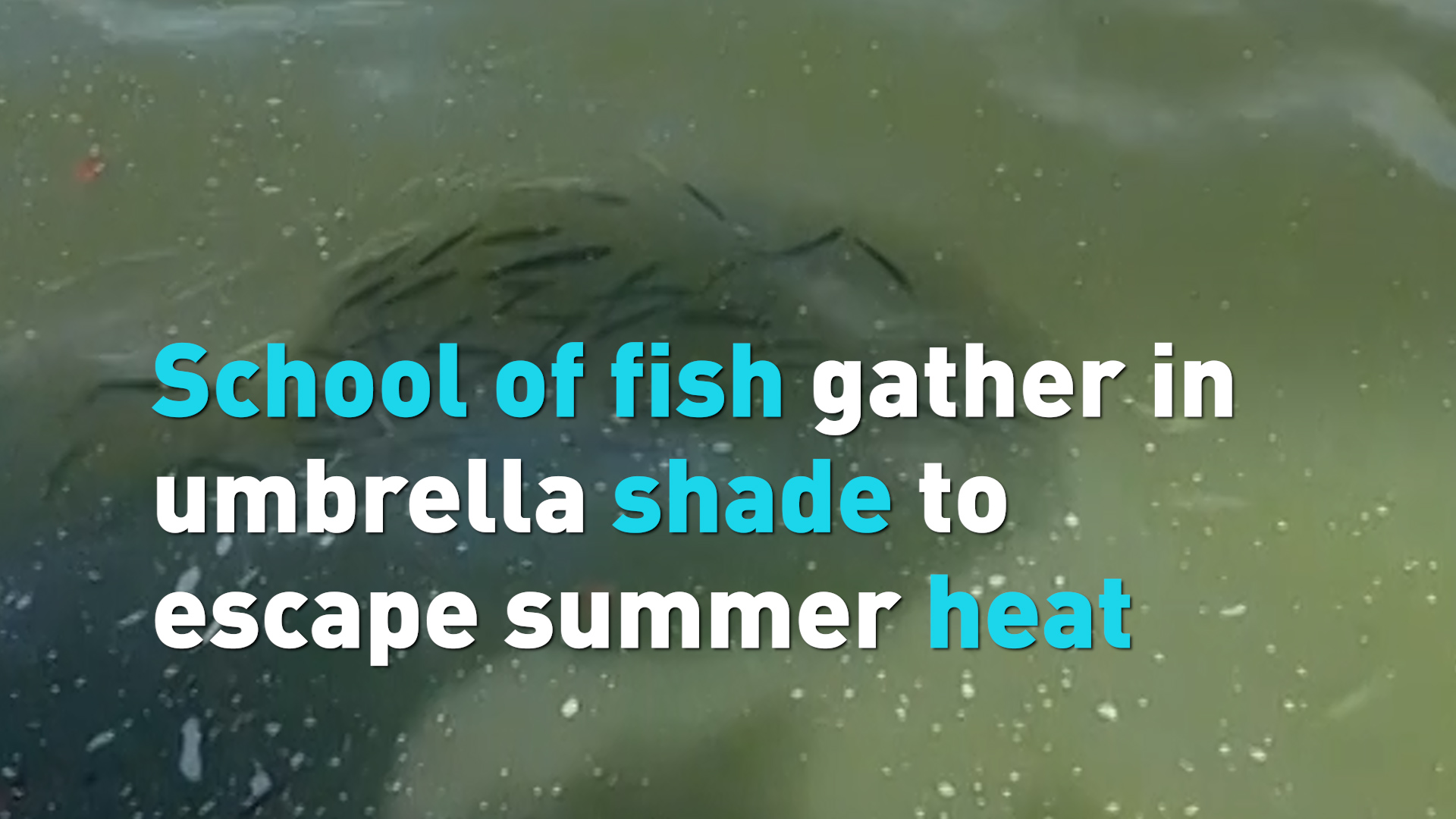 School of fish gather in umbrella shade to escape summer heat 