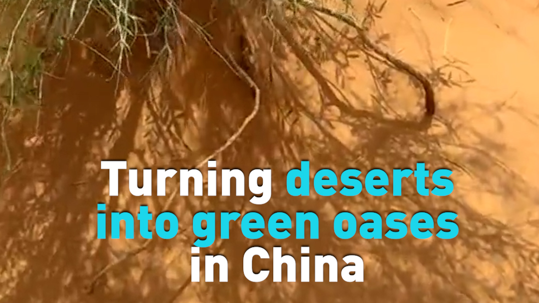 Turning deserts into green oases in China