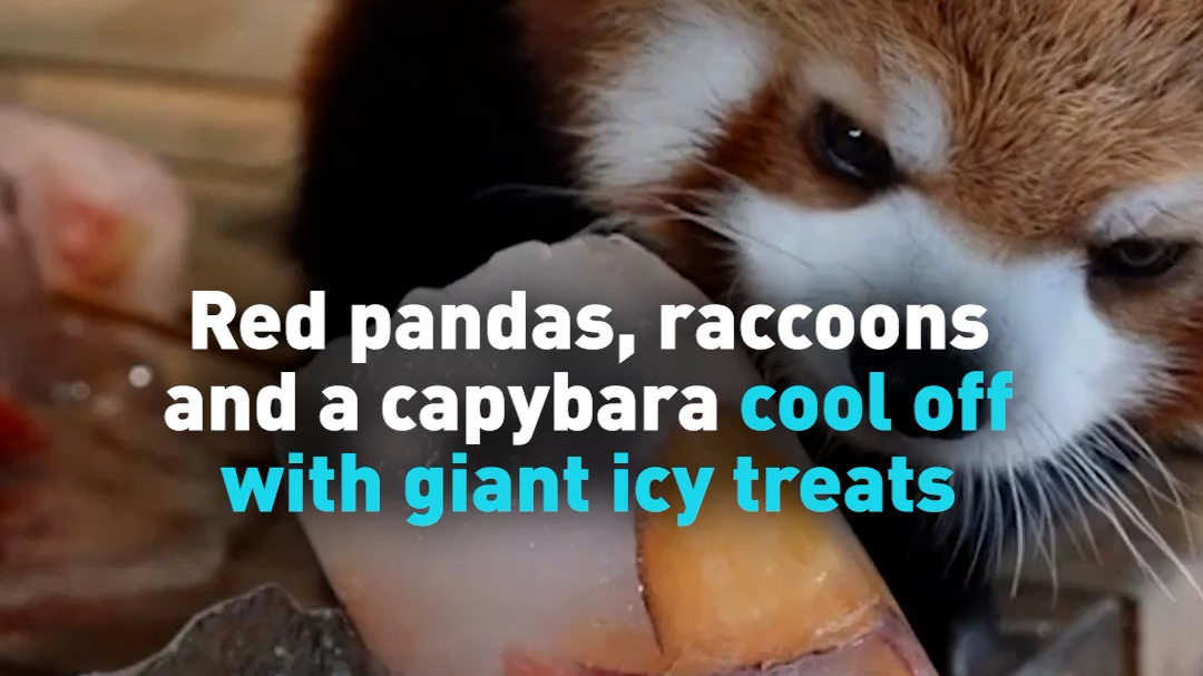 Red pandas, raccoons, and a capybara cool off with giant icy treats