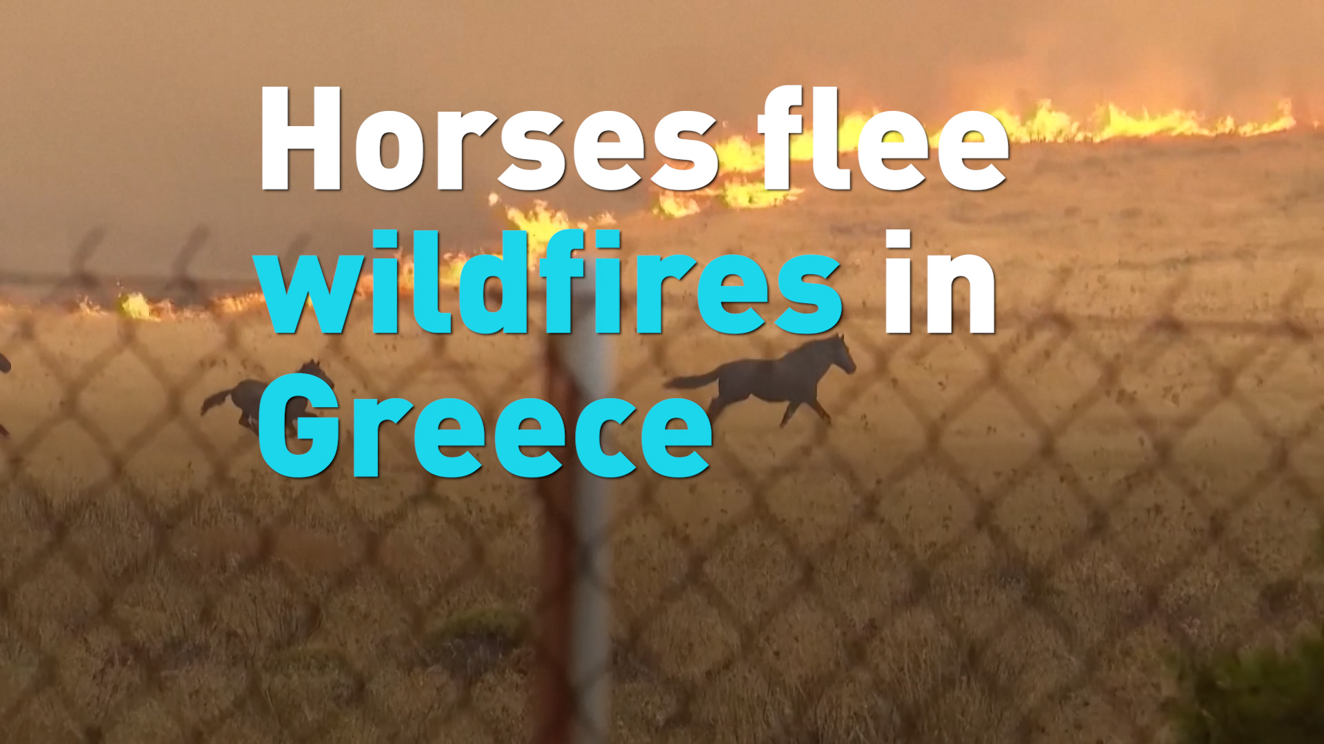 Horses flee wildfires in Greece