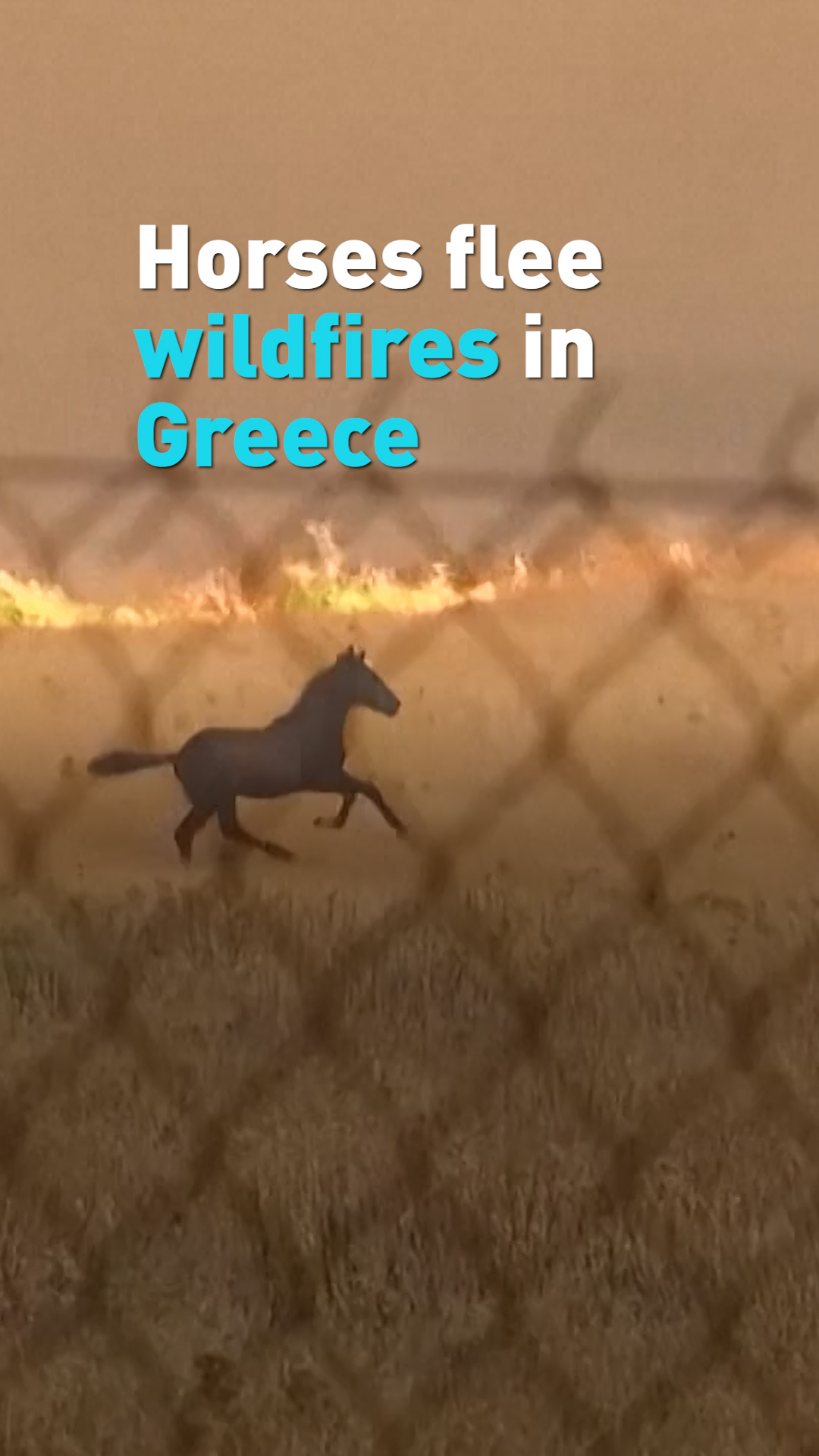 Horses flee wildfires in Greece
