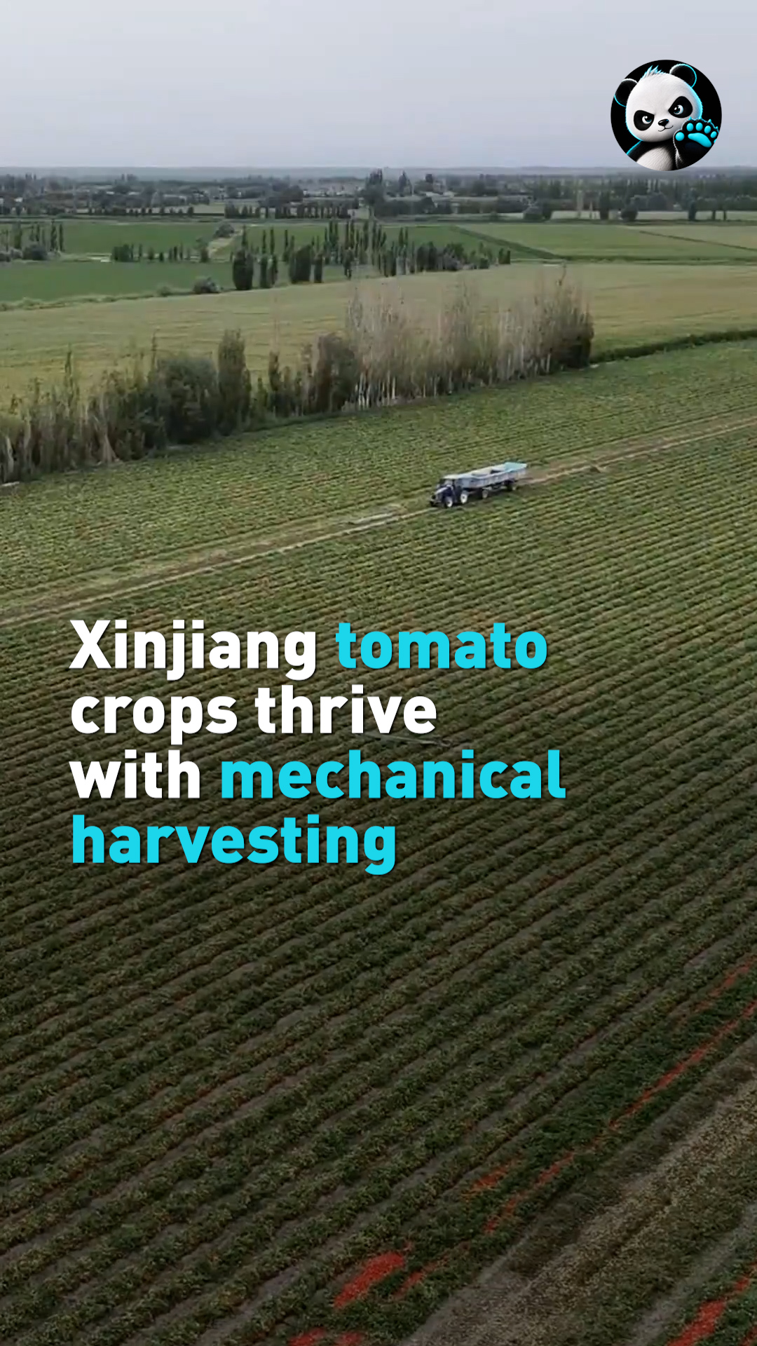 Xinjiang tomato crops thrive with mechanical harvesting 