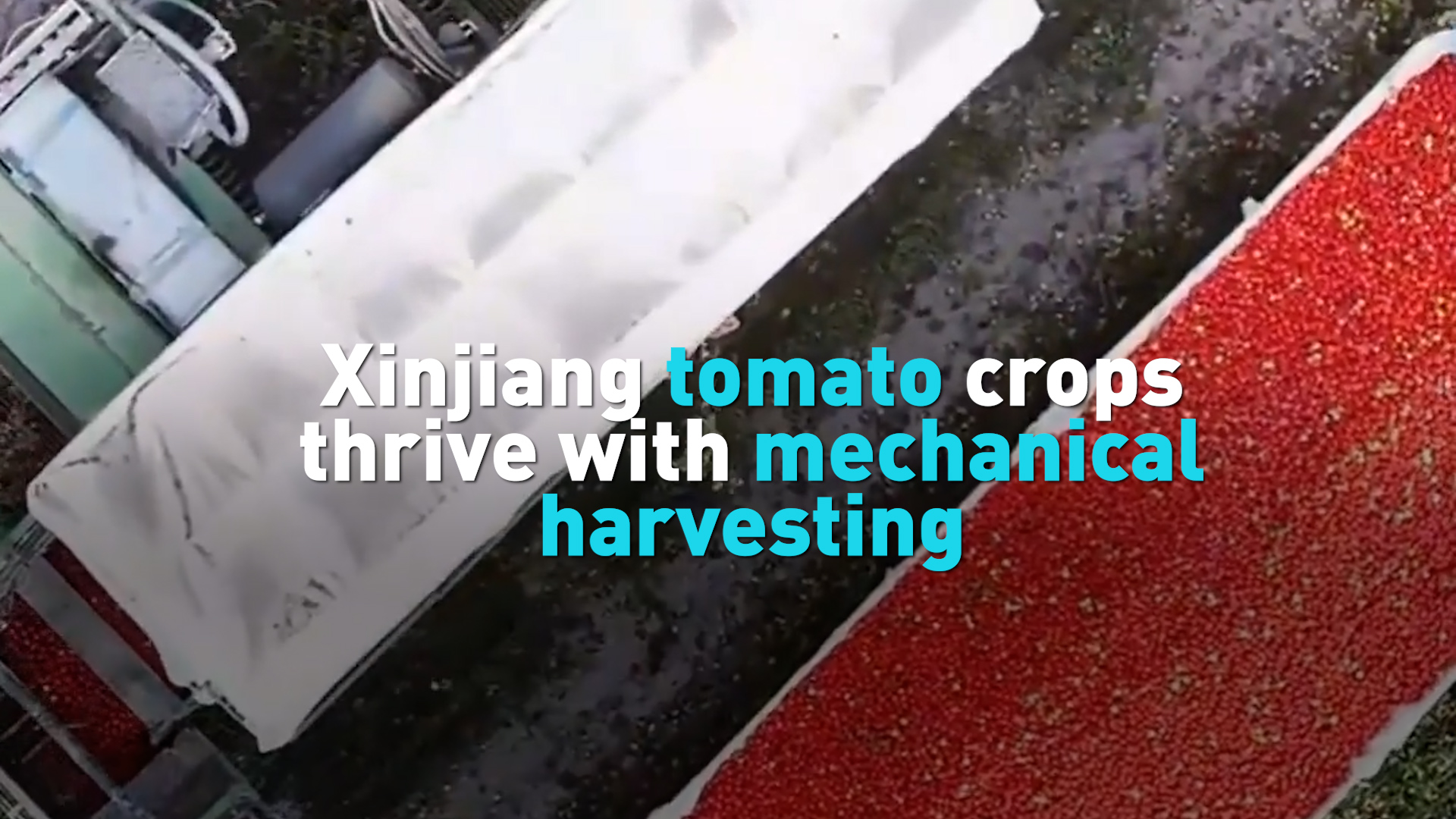Xinjiang tomato crops thrive with mechanical harvesting 