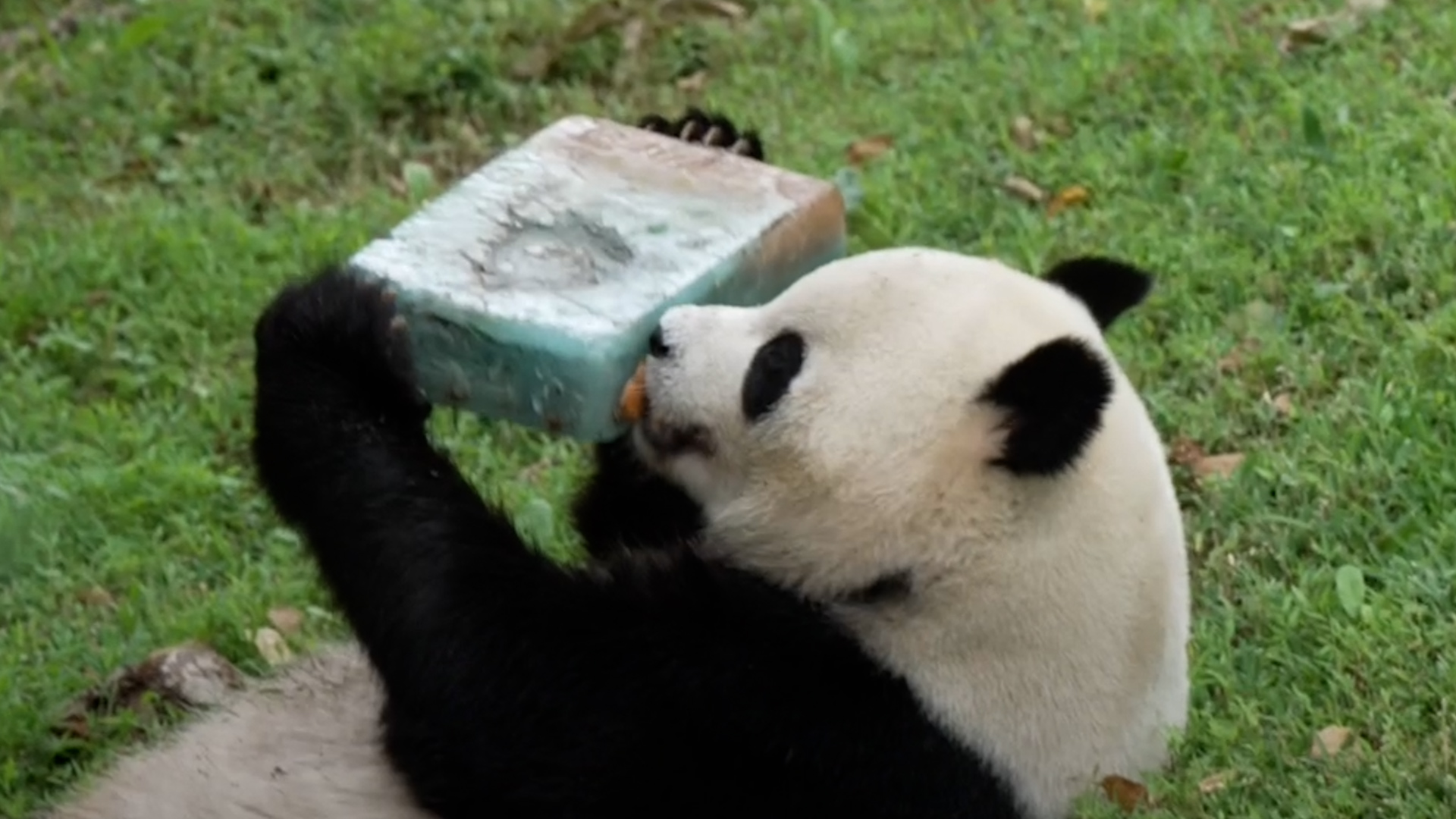 How to plan a giant panda birthday party