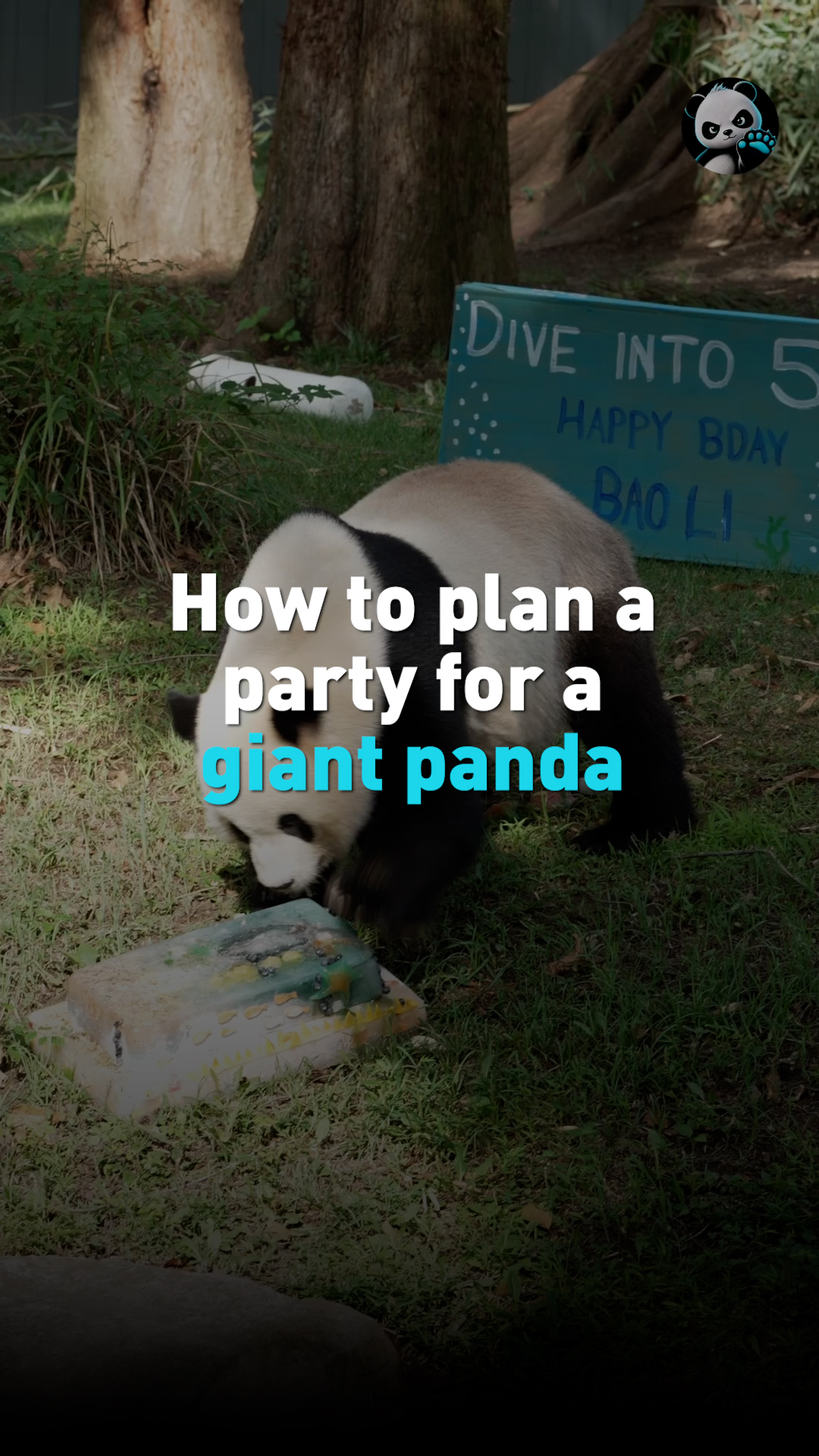 How to plan a giant panda birthday party