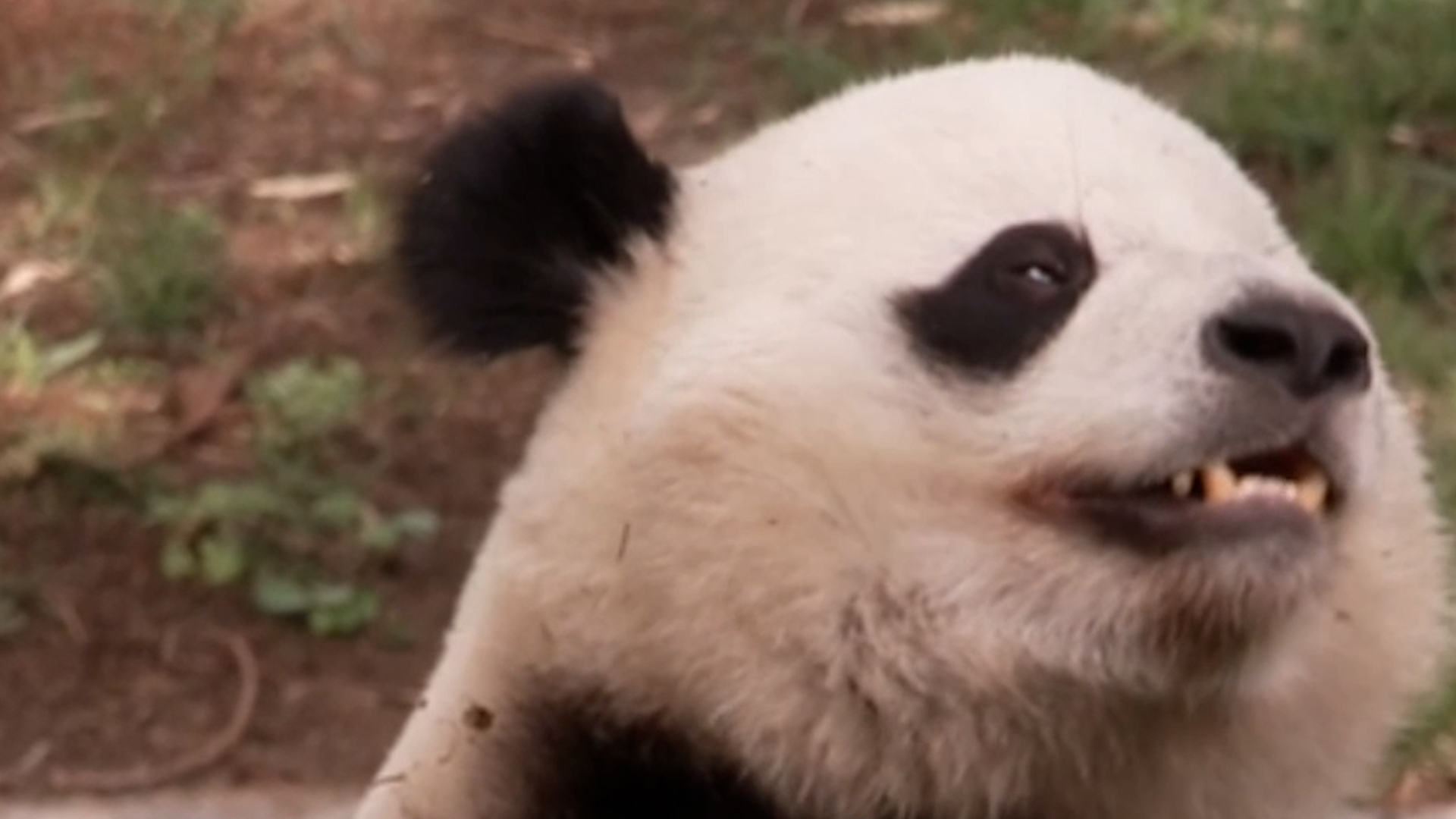 One of China's BIGGEST stars just turned five
