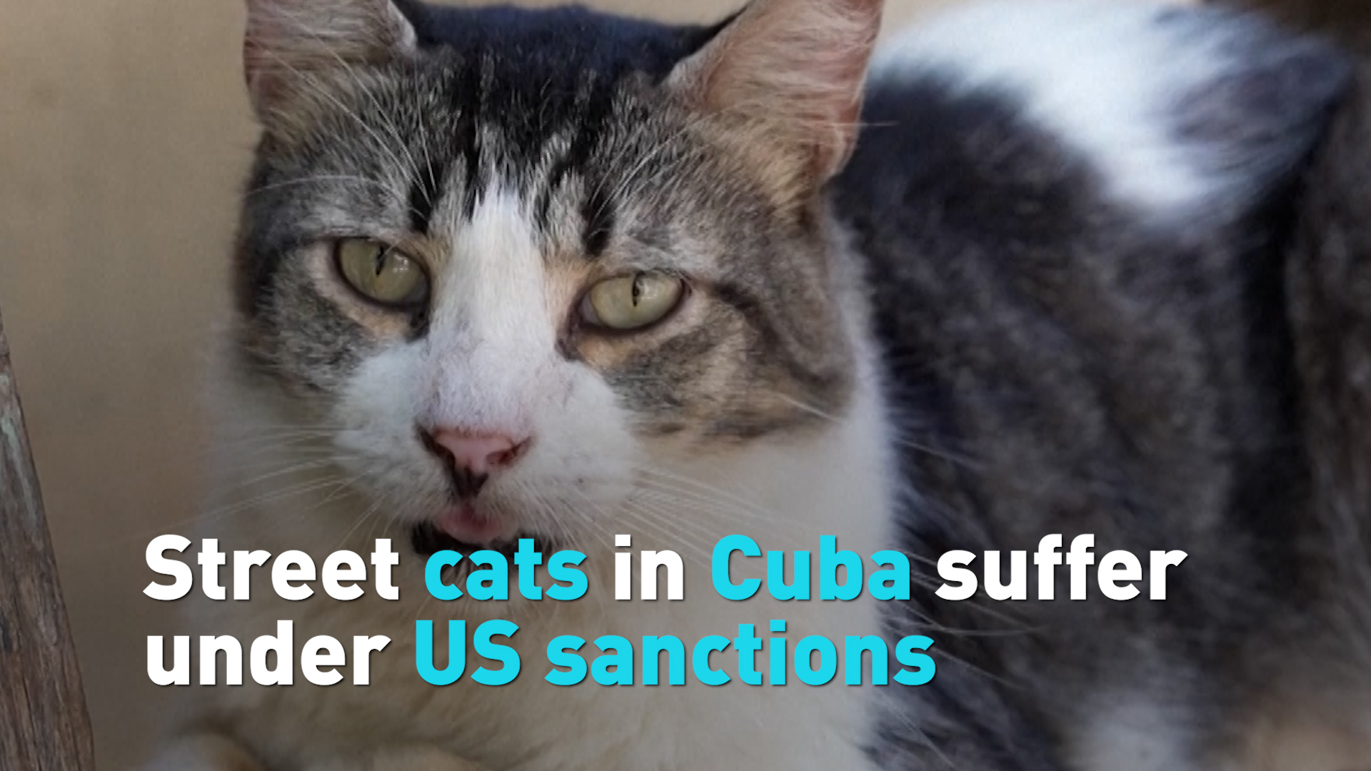 Street cats in Cuba suffer under US sanctions 