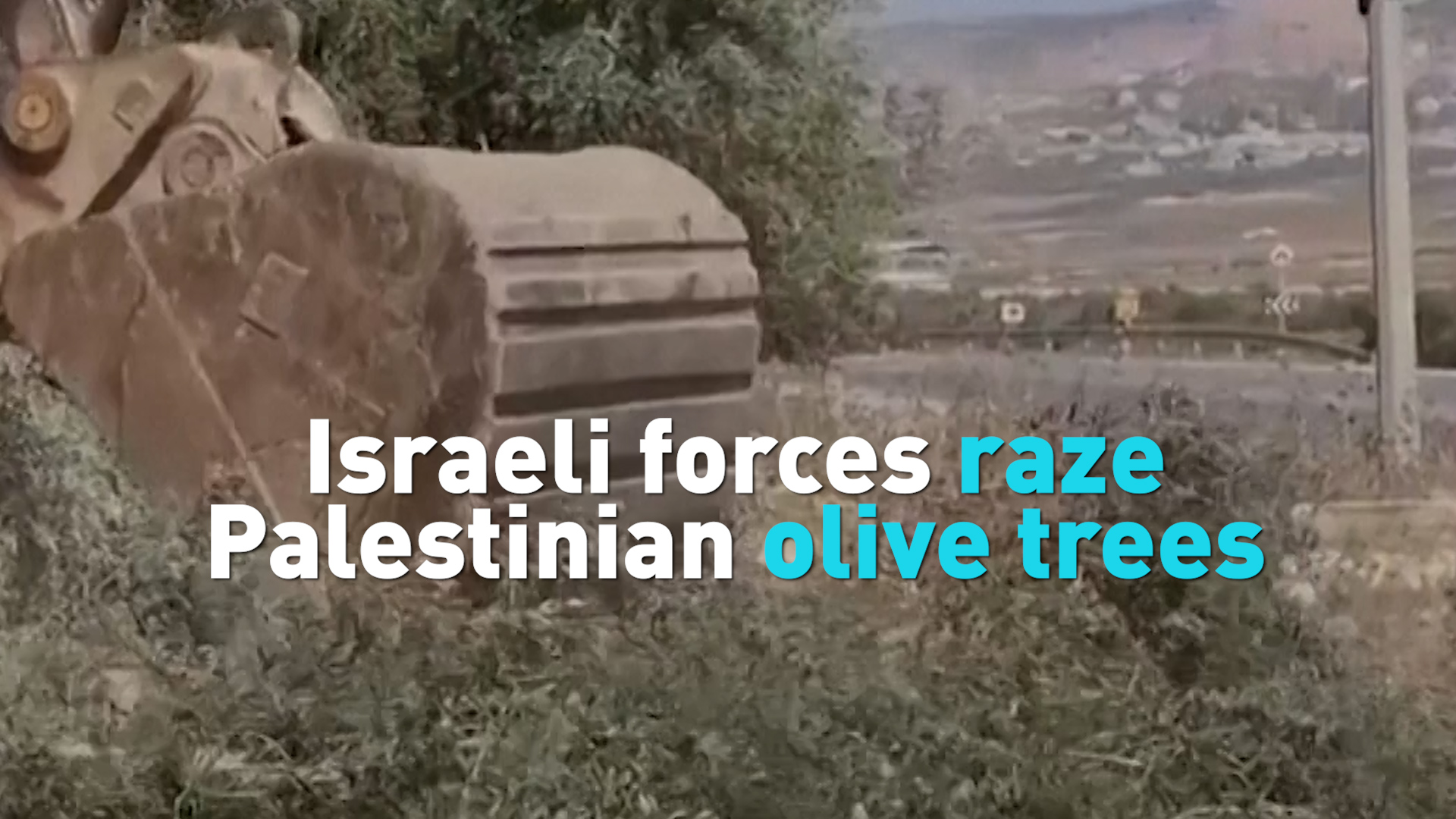 Israeli forces raze Palestinian olive trees