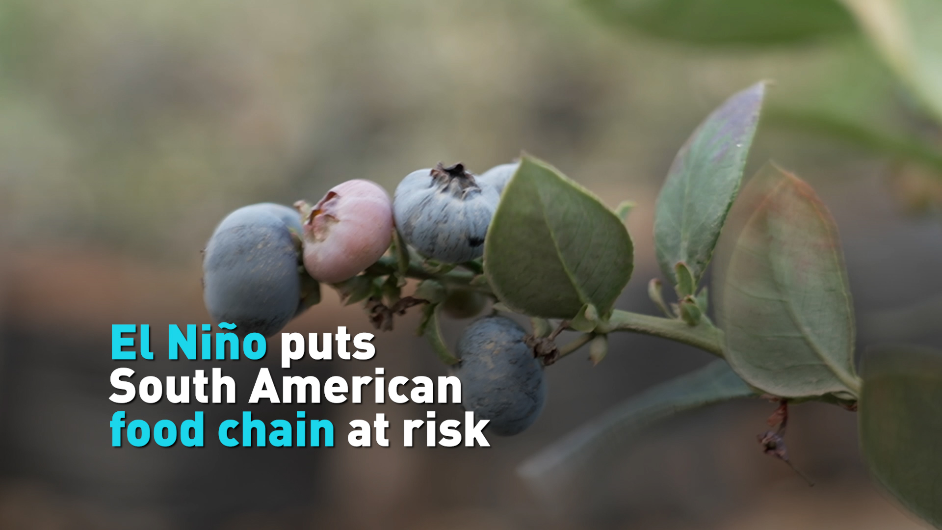 El Niño puts South American food chain at risk