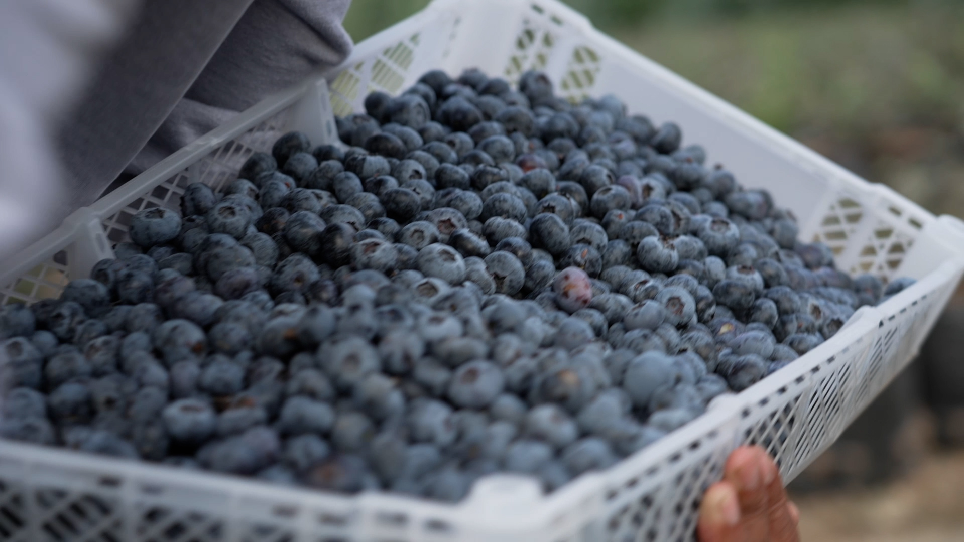 Peru's blueberries are in high demand in China
