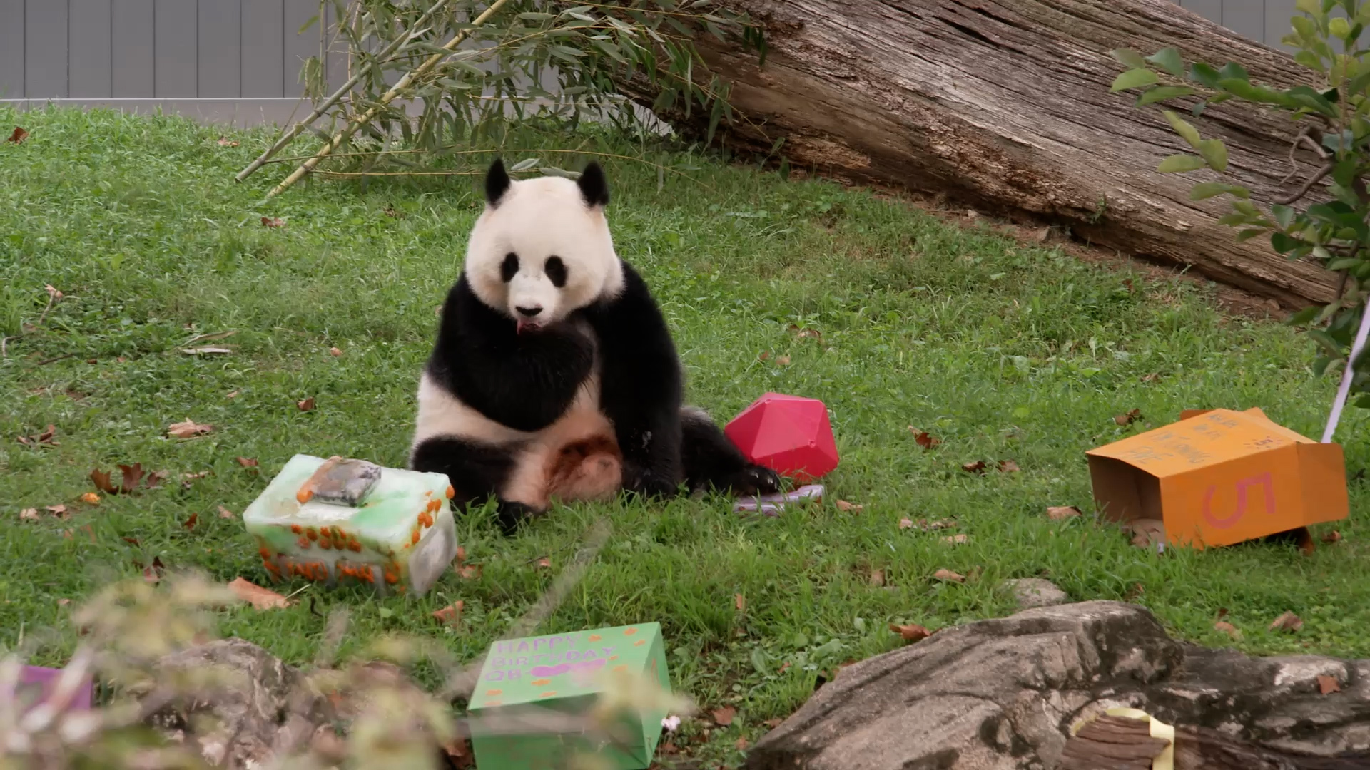 Why do Panda birthdays matter?