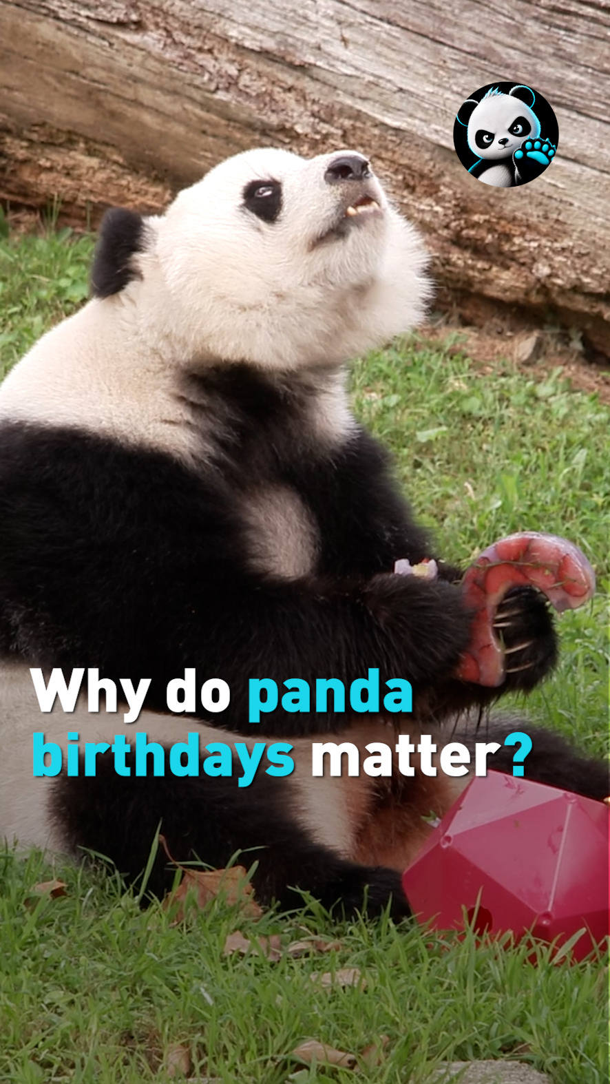 Why do Panda birthdays matter?