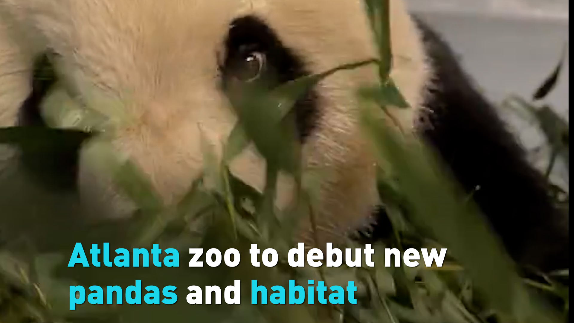 Atlanta zoo to debut new pandas and habitat 