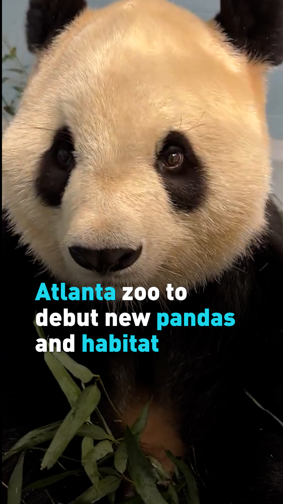Atlanta zoo to debut new pandas and habitat 
