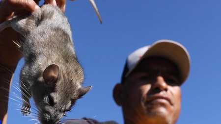 Field Rats Hunting field rats, a local delicacy, in Zacatecas, Mexico - CGTN